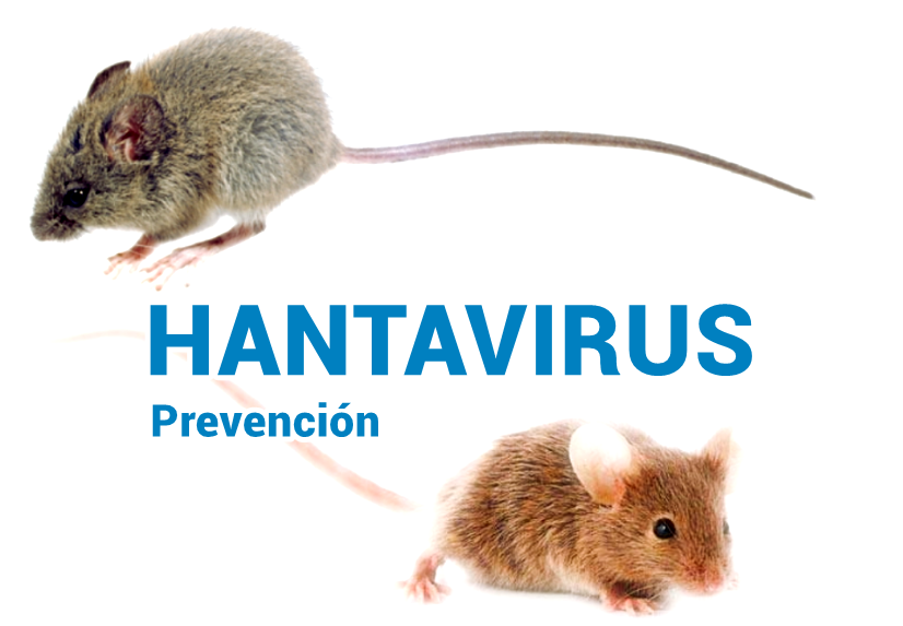 Imagen Medidas de prevención frente a los casos de hantavirus.